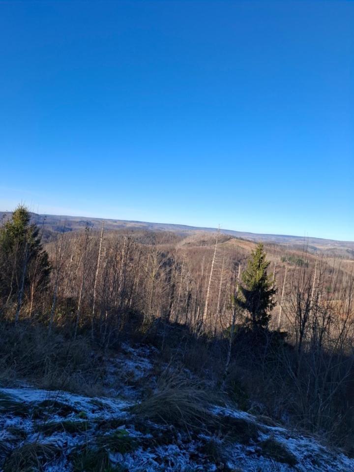 Hochwald Appartement Bad Sachsa Exteriör bild