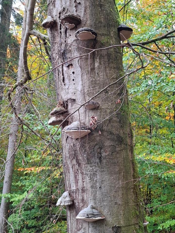 Hochwald Appartement Bad Sachsa Exteriör bild