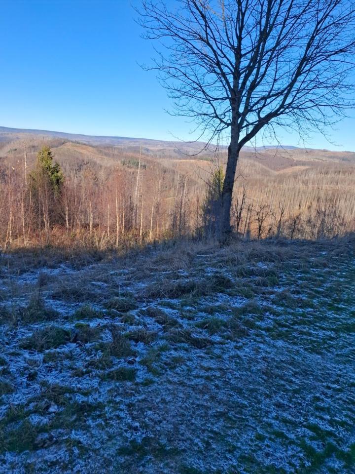 Hochwald Appartement Bad Sachsa Exteriör bild